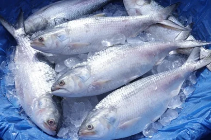 সাগর থেকেই ইলিশ যাচ্ছে ভারতীয়দের হাতে