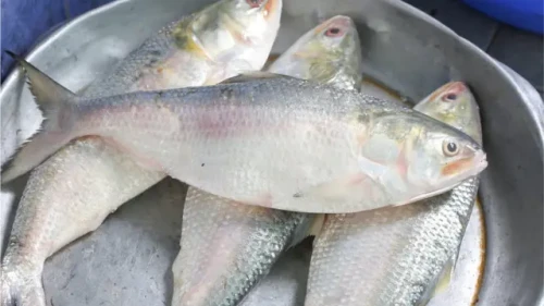 অবশেষে ভারতে যাচ্ছে ইলিশ