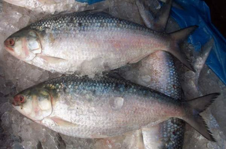 ইলিশ রপ্তানি বন্ধে ব্যবস্থা নিতে আইনি নোটিশ