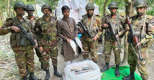 ভারতে পাচারের সময় ১০৫০ কেজি ইলিশ জব্দ করলো সেনাবাহিনী
