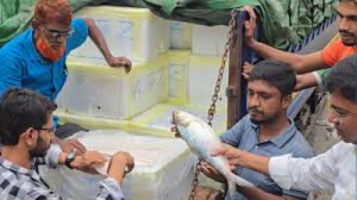 প্রথম চালানে ১২ টন ইলিশ গেল ভারতে