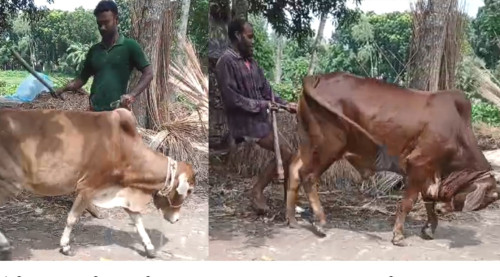 টাকা নিয়ে ভাইবোনের দ্বন্দ্ব; বাড়ি ভাঙচুর আগুন ও গরু লুটের অভিযোগ