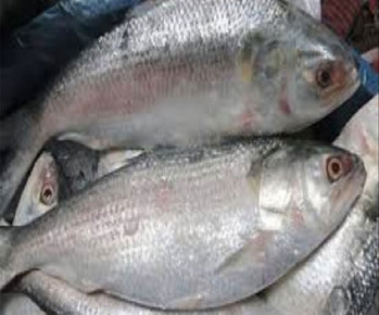 ইলিশের দাম ৭০০ টাকা নির্ধারণ করতে আইনি নোটিশ