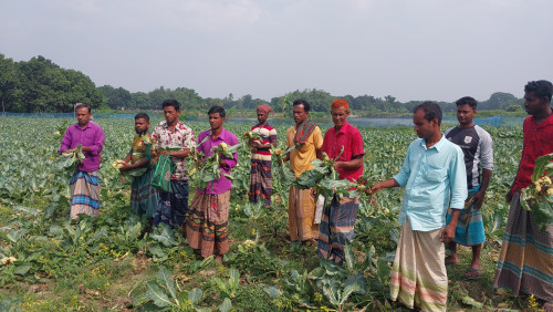 দুর্গাপুরে ছত্রাকনাশকে ১৫ বিঘা  জমির ফুলকপিতে পচন, ৩৫  লাখ টাকার ক্ষতি