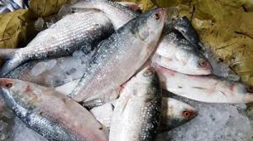 ইলিশের দাম এখনও নাগালের বাইরে স্টাফ রিপোর্টার