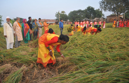 বরেন্দ্রে আমন কাটার উৎসব