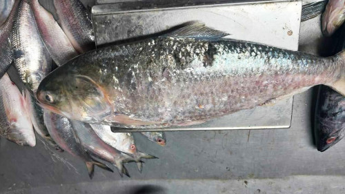 দুই কেজির এক ইলিশের দাম ৬ হাজার টাকা