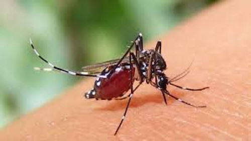 ডেঙ্গু কেড়ে নিল আরো ১০ প্রাণ