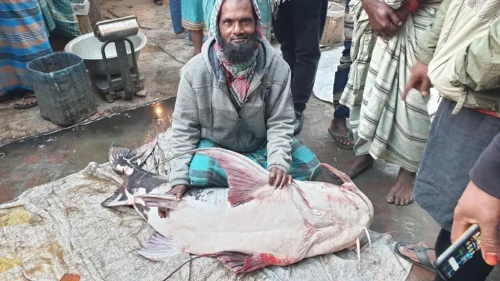 ৪৪ কেজির বাগাড়, বিক্রি ৪৮ হাজারে