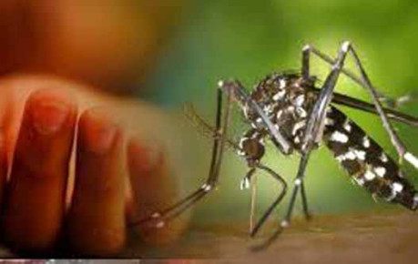 ডেঙ্গুতে আরো ৫ জনের মৃত্যু, শনাক্ত ৫৬২