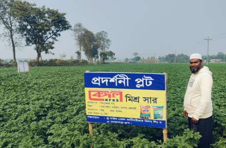 আলু চাষে বেঙ্গল মিশ্র সারে বাম্পার ফলনের সম্ভাবনা