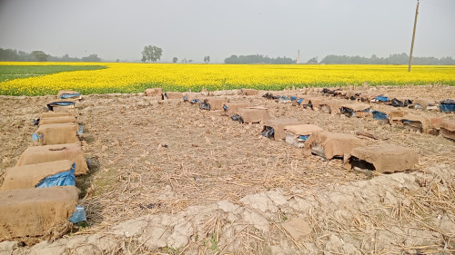 সরিষা ক্ষেতে বাণিজ্যিক মৌচাষে সফলতার গল্প