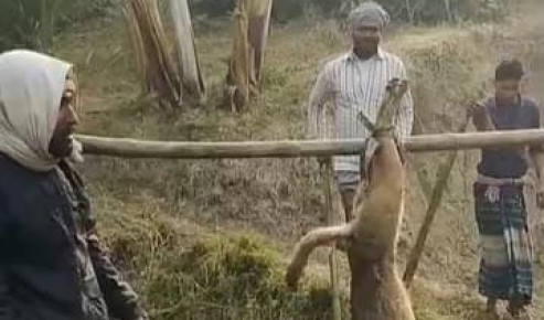 দুর্গাপুরে ‘মানুষ কামড়ানো’ সেই শিয়ালকে পিটিয়ে হত্যা