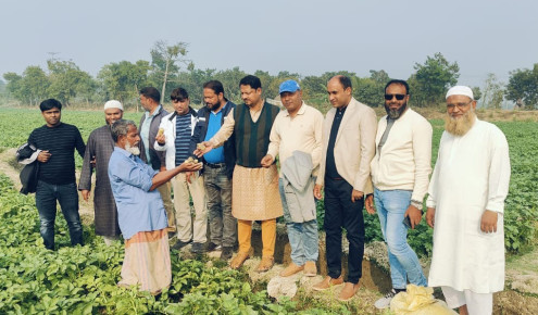 রাজশাহীতে বিএডিসি'র বীজে আলুর বাম্পার ফলনের সম্ভাবনা