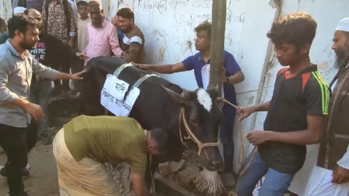 ধানমন্ডি বত্রিশে আনা হলো গরু