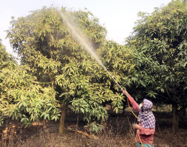 গাছে গাছে মুকুল পরিচর্যায় ব্যস্ত আমচাষিরা