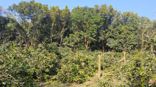 দুর্গাপুরে ১৪৪ ধারা ভেঙে জমি দখল করে গাছ কেটে নেয়ার অভিযোগ