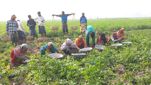 আলু নিয়ে হতাশ জয়পুরহাটের কৃষকরা