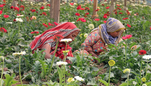 গদখালীতে বেড়েছে ফুলচাষিদের ব্যস্ততা