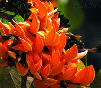 বসন্ত এলো, মুগ্ধতা ছড়িয়ে জানান দিচ্ছে পলাশ