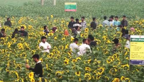 সূর্যমুখীর ক্ষেতে দর্শনার্থীর চাপ সামলাতে হিমশিম খাচ্ছেন চাষি