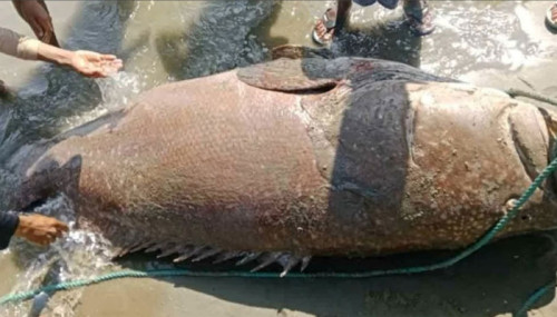 এক মাছ দুই লাখ ৬০ হাজারে বিক্রি