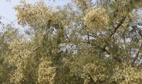 পতিত জমিতে সজনে চাষ, ভালো ফলনের আশা
