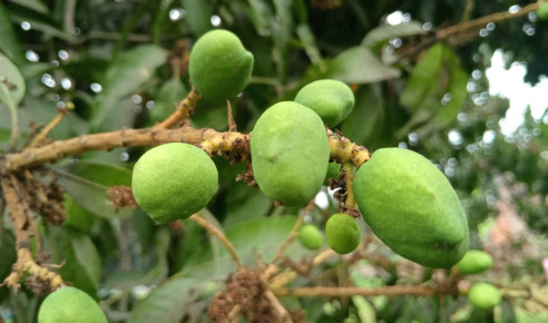 আমে ১০ হাজার কোটির স্বপ্ন!
