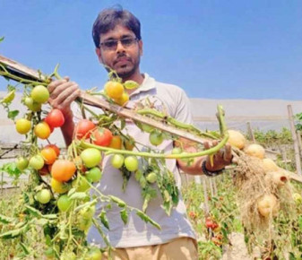 কৃষিতে সাফল্য, একই গাছে আলু-টমেটো