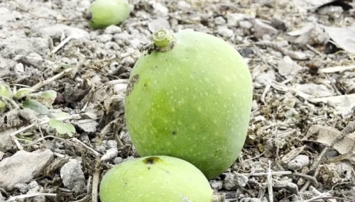 খরায় ঝরছে আম