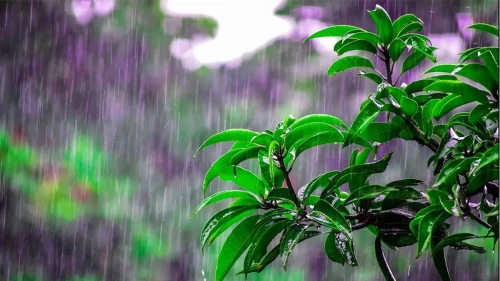 বৃষ্টি নিয়ে বড় সুখবর