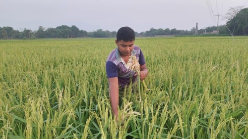 দুর্গাপুরে বোরোর শীষকাটা রোগে দিশেহারা কৃষক