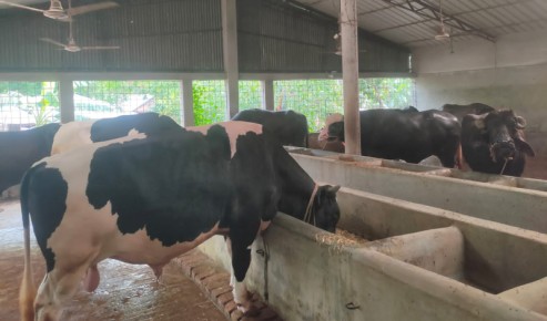দুর্গাপুরে কোরবানির জন্য প্রস্তুত ৪৬ হাজার পশু