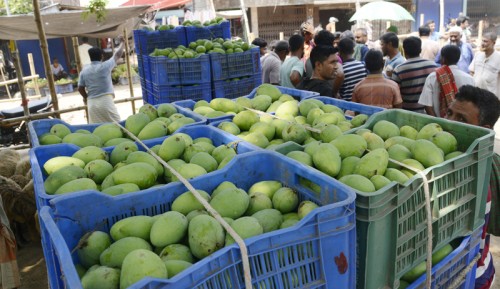 রাজশাহীতে আজ থেকে পাকা আম