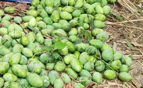 রাজশাহীতে আম নামানো শুরু
