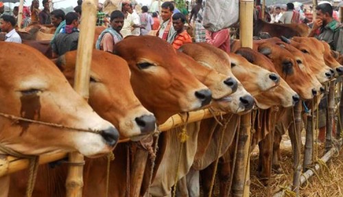 রাজশাহী বিভাগে তিনশতাধিক হাটে বেচাকেনা হবে কোরবানির পশু
