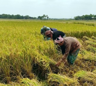 ঝড়ের আতঙ্কে ধান নিয়ে বিপাকে​ কৃষক
