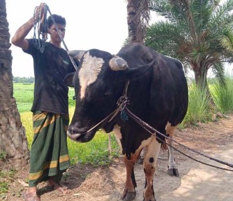 দুর্গাপুরে ১৫ মণের  ‘বাহাদুর’, দাম সাড়ে ৫ লাখ