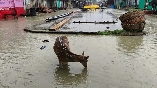 তলিয়ে গেছে নিঝুম দ্বীপ, রাস্তায় ঘুরছে হরিণ