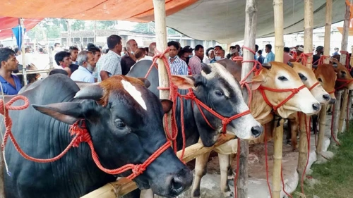 এবার কোরবানি হয়েছে ৯১ লাখের বেশি পশু