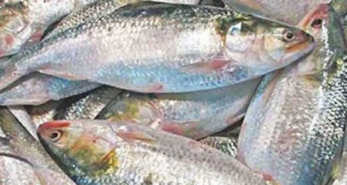সারাদেশে ইলিশ মিলবে সরকার নির্ধারিত দামে