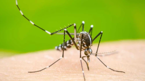 ডেঙ্গুতে আরও তিনজনের মৃত্যু, হাসপাতালে ৪২৫