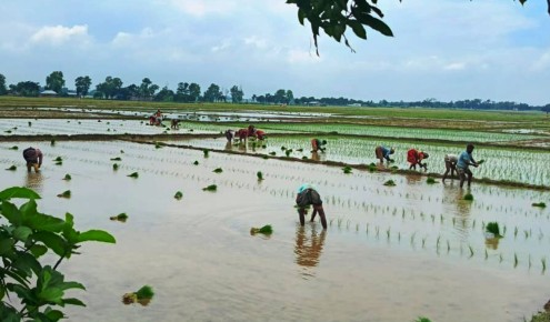 আমনে ব্যস্ত বরেন্দ্রের কৃষক