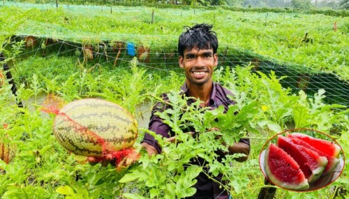 বর্ষাকালে তরমুজ চাষে বাম্পার ফলন