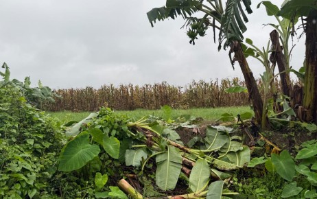 নওহাটায় শত্রুতার বলি কৃষকের কলাবাগান