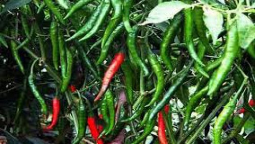 কাঁচা মরিচের ‍‍‘ট্রিপল সেঞ্চুরি’