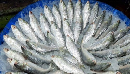 ৫০০ গ্রাম ইলিশের কেজি ২ হাজার টাকা