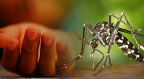 ডেঙ্গুতে আরও ৩ জনের মৃত্যু, ভর্তি ৪২৮