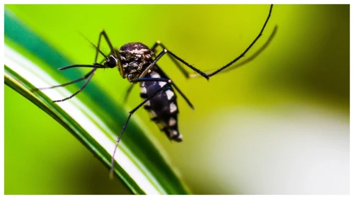 ডেঙ্গুতে ৩ জনের মৃত্যু, হাসপাতালে ৪০৮