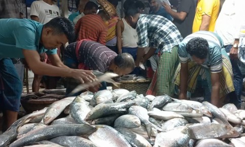 ইলিশের মৌসুম হলেও দামে চড়া, ক্রেতারা হতাশ